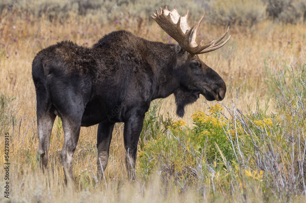 Bull Moose During the Fall Rut in Wyoming Bull Moose During the Fall Rut in Wyoming