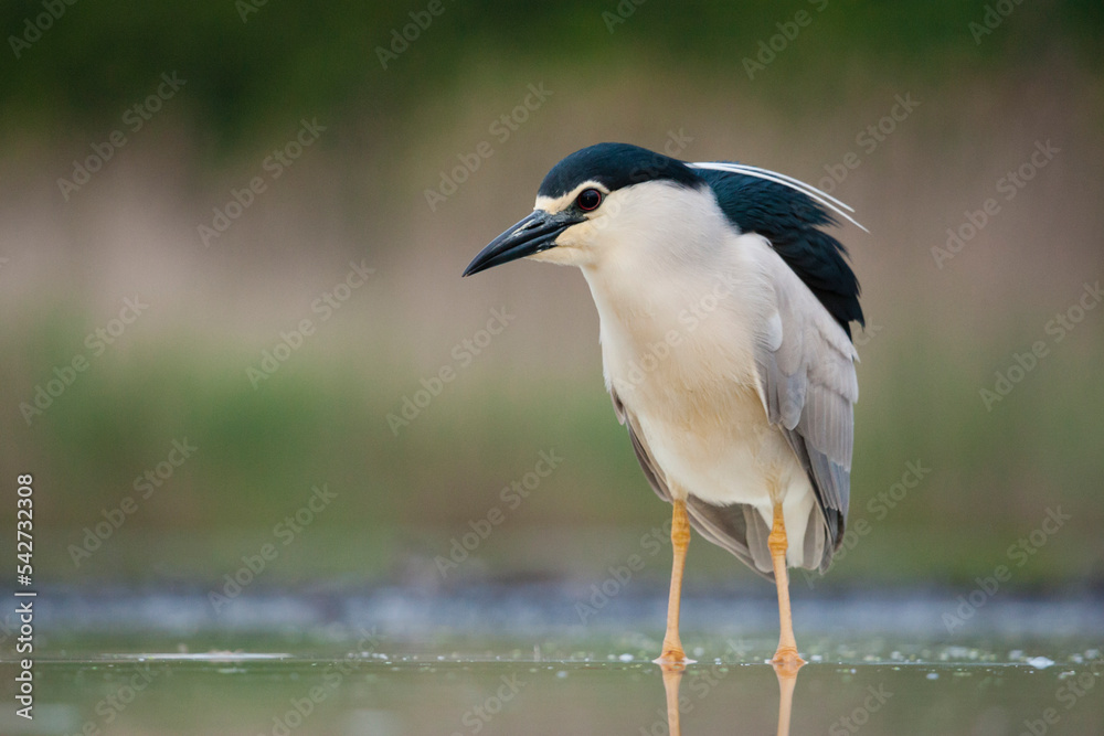 Kwak, Black-crowned Night Heron, Nycticorax nycticorax Kwak, Black-crowned Night Heron, Nycticorax nycticorax