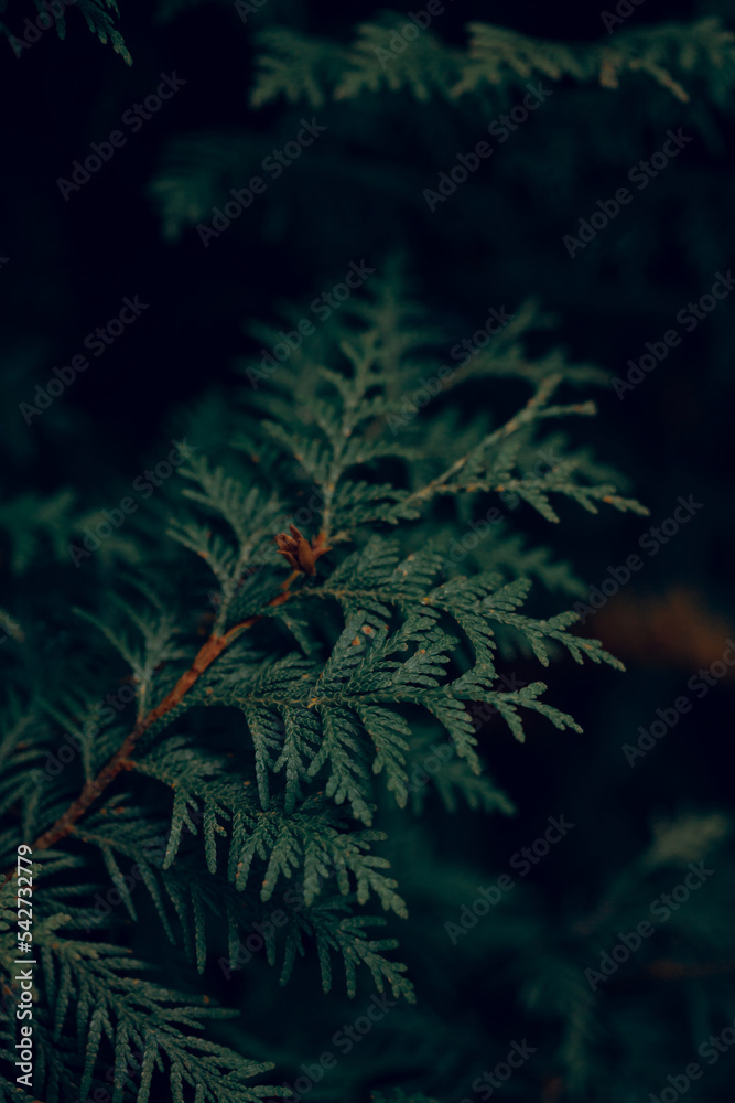 dark moody evergreen thuja tree background