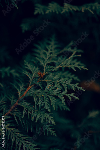 dark moody evergreen thuja tree background