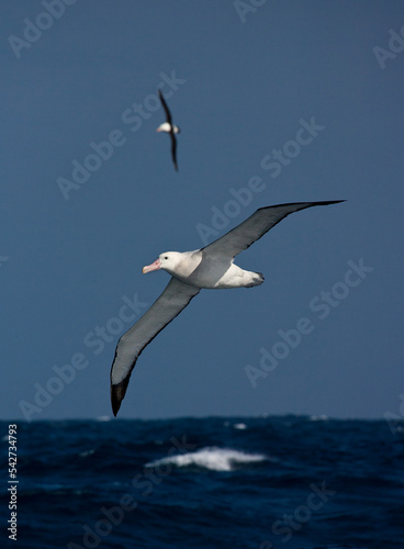 Grote Albatros  Snowy  Wandering  Albatross  Diomedea  exulans  exulans