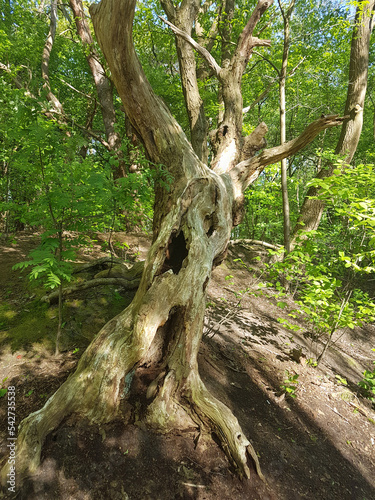 An old inclined tree near the path leading to the Thematic Park Efteling, Kaatsheuvel, Netherlands. photo