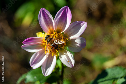 Close-up - Dahlia with nine pink petals, on which a striped fly resembling a bee sits.