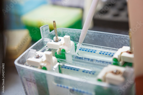 Western blot analysis or protein analysis