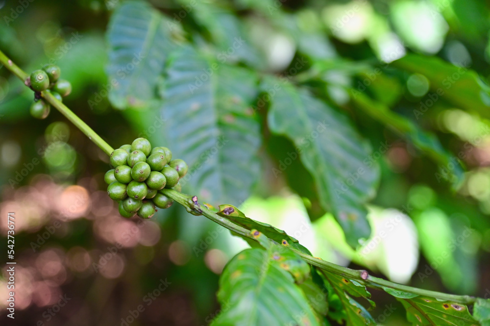 Green Coffee Beans Isolated on Coffee Tree
