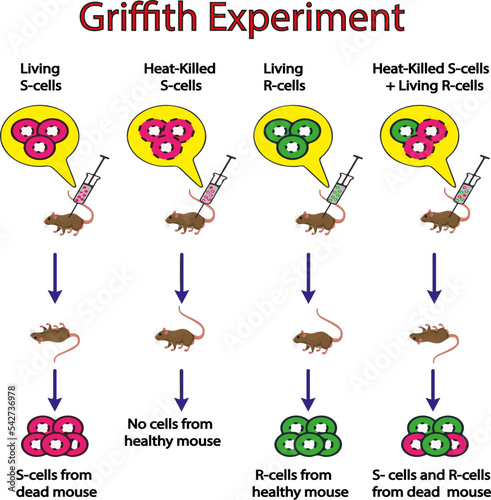 Colored illustration of Griffith's experiment. Vector image.
