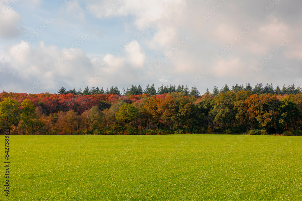 Fototapeta premium Landscape with view of green meadow and the wood under blue sky and white clouds, Grass field and the forest with orange, yellow or red colour in Autumn, Countryside of Netherlands, Nature background.