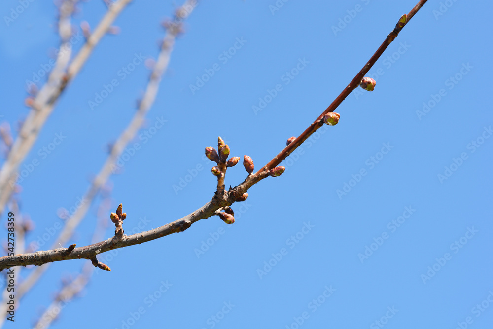 Japanese flowering cherry Kanzan Japanese flowering cherry Kanzan