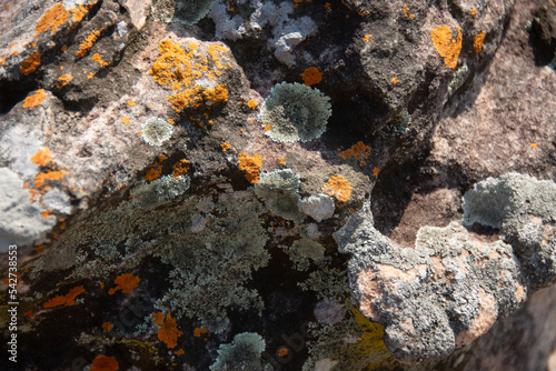 Yellow and white lichen sticked to rocks of Chota Nagpur Plateau,India.