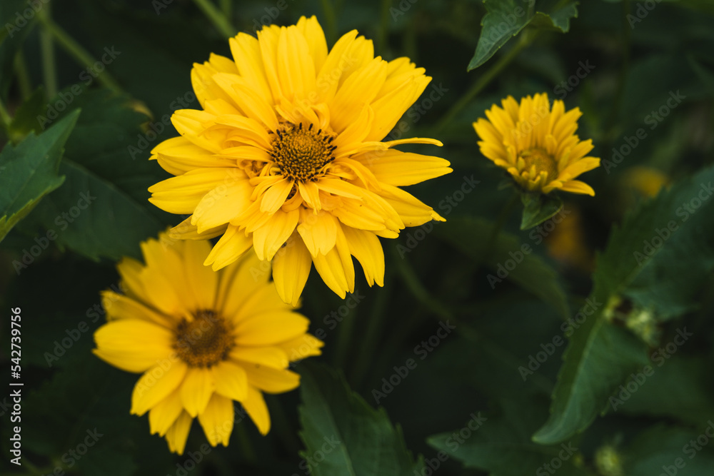 Fototapeta premium Heliopsis scabra yellow flower close-up in summer garden