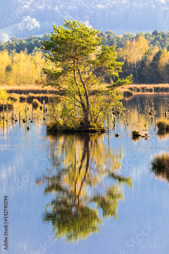 Nicklheimer Filze, ein Hochmoor bei Raubling, Bayern im Abendlicht photo