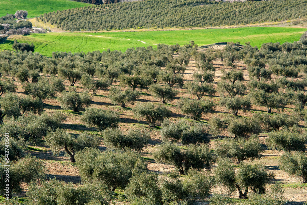 Olive field landscape in Los Navalucillos, Toledo Spain