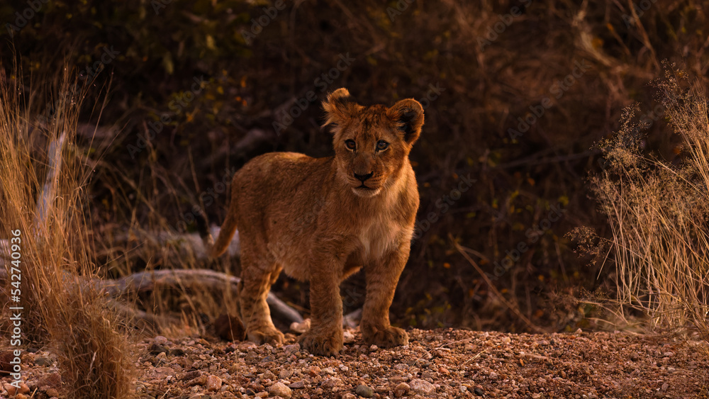 Young lion cub ( Panthera Leo) in the late evening, Timbavati Game Reserve, South Africa.