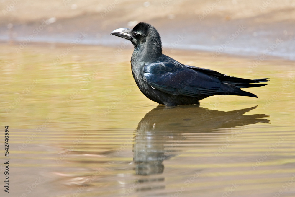 Fototapeta premium Dikbekkraai, Large-billed Crow, Corvus macrorhynchos