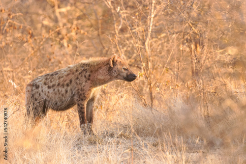 A spotted hyena (Crocuta crocuta) in the early morning light, Timbavati Game Reserve, South Africa. © Gunter