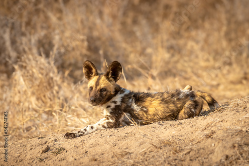 African wild dog pup ( Lycaon Pictus) in the morning sun, Timbavati Game Reserve, South Africa.