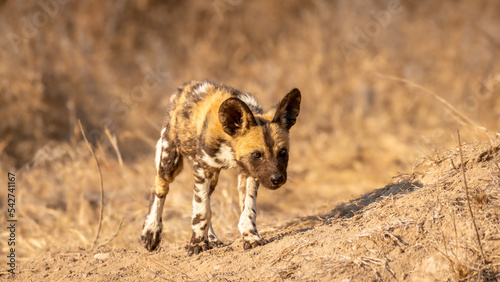 African wild dog pup ( Lycaon Pictus) in the morning sun, Timbavati Game Reserve, South Africa.