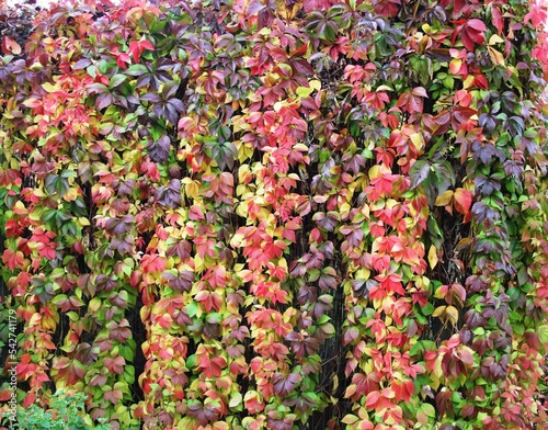 Wallpaper Mural Buntes Herbstlaub Torontodigital.ca