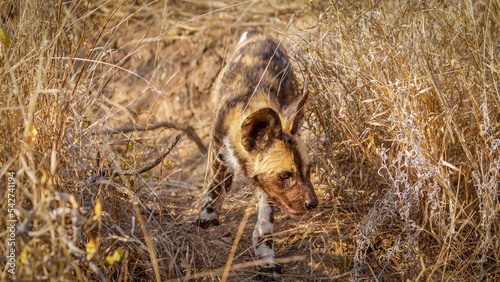 African wild dog pup ( Lycaon Pictus) in the morning sun, Timbavati Game Reserve, South Africa.