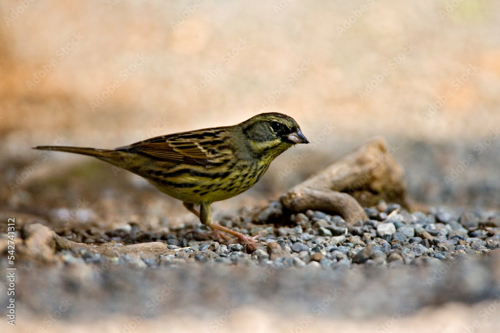 Maskergors, Black-faced Bunting, Emberiza spodocephala Maskergors, Black-faced Bunting, Emberiza spodocephala