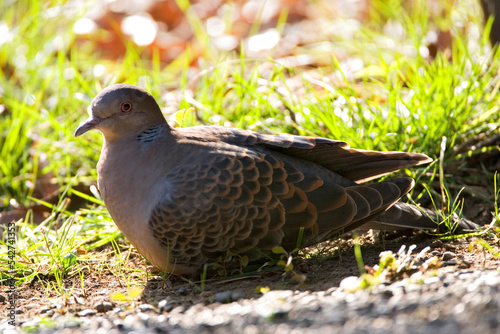 Oosterse Tortel, Oriental Turtle-Dove, Streptopelia orientalis photo