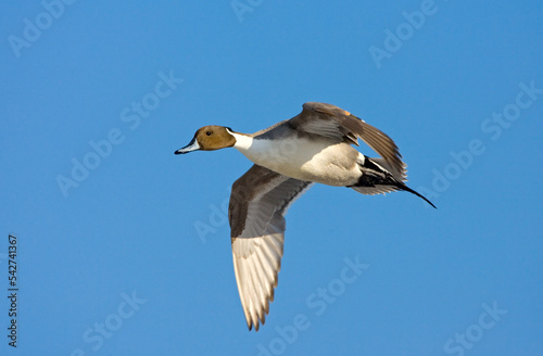 Northern Pintail, Pijlstaart, Anas acuta