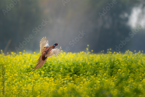 Foto pheasant in flight
