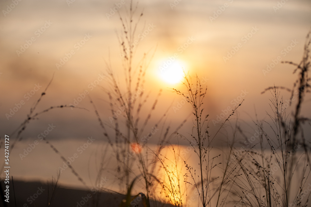 Obraz premium sunset in the grass