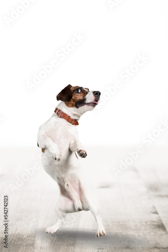 Fototapeta Naklejka Na Ścianę i Meble -  Cute domestic dog pet posing