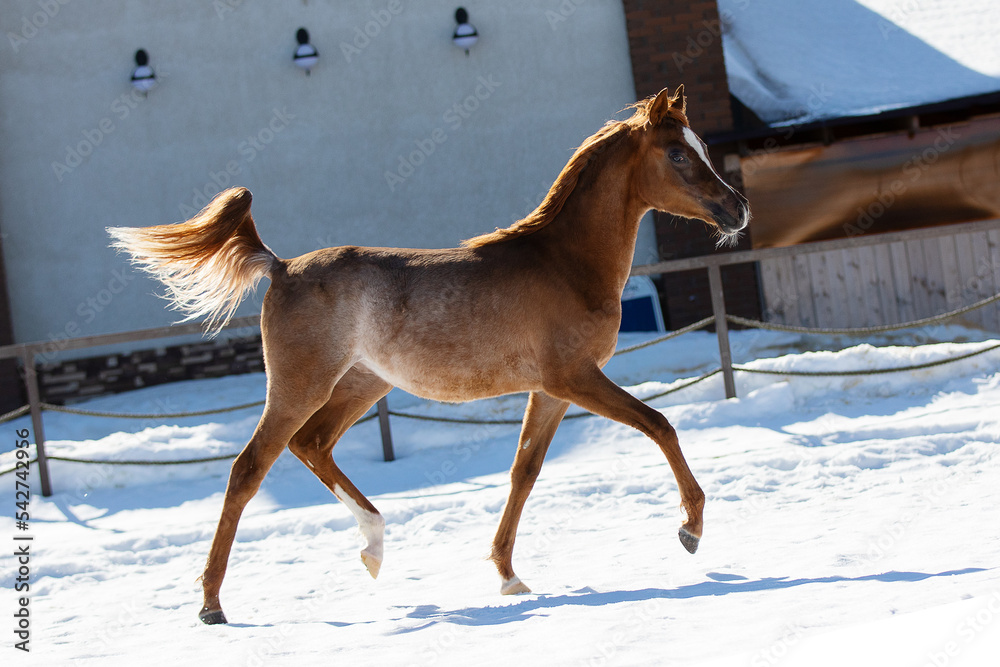 Young pretty arabian horse foal on natural winter background, in motion closeup