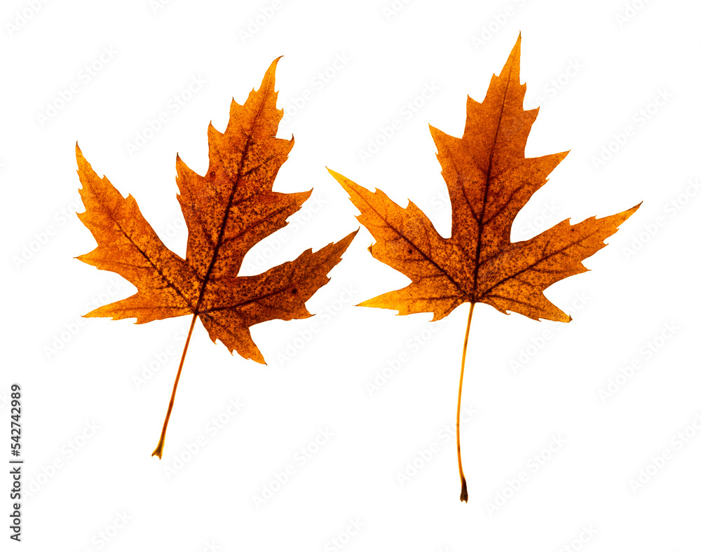 Two dark orange maple leaves with many dark spots and signs of decay. On a transparent background
Two dark orange maple leaves with many dark spots and signs of decay. On a transparent background