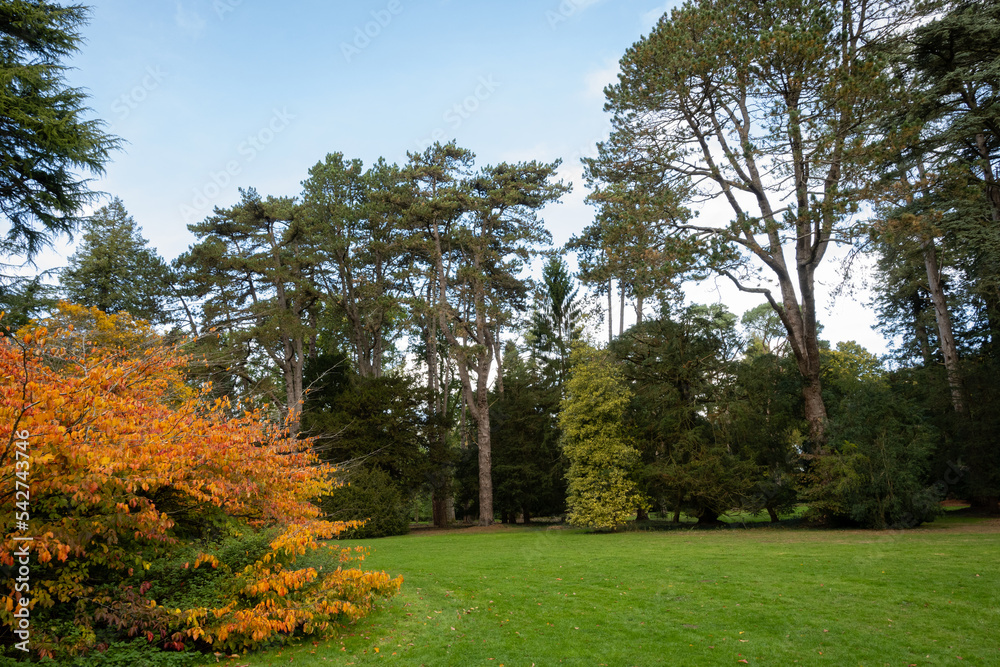mature trees in an open space show the effects of autumn and fall as the leaves change color and drop to the grassy floor. seasonal changes are a wonder of nature for people to enjoy