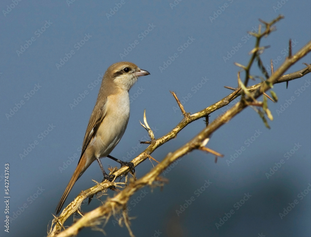Chinese Klauwier, Chinese Shrike, Lanius arenarius Chinese Klauwier, Chinese Shrike, Lanius arenarius