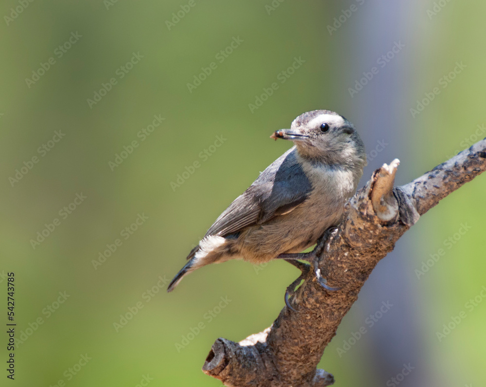 Naklejka premium Chinese Boomklever, Chinese Nuthatch, Sitta villosa
