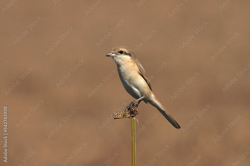 Fototapeta premium Chinese Klauwier, Chinese Shrike, Lanius arenarius