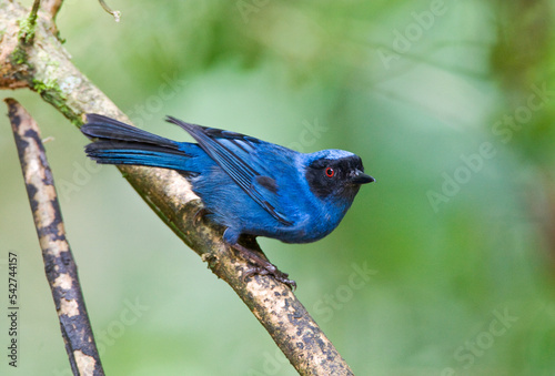 Maskerberghoningkruiper, Masked Flowerpiercer, Diglossa cyanea photo