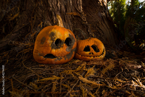 Halloween pumpkins in the woods