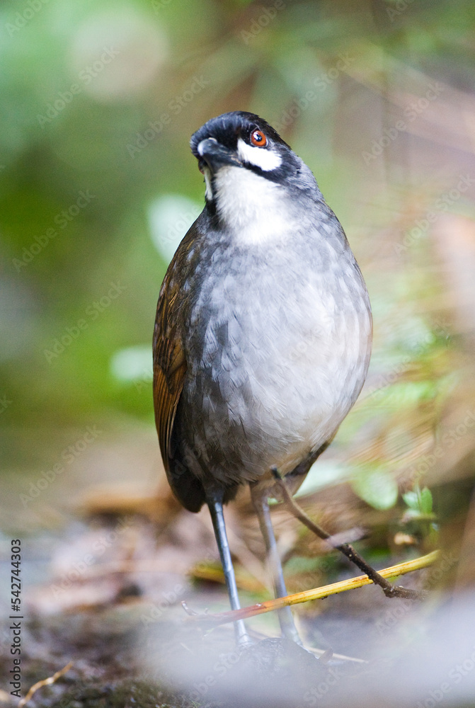 Obraz premium Jocotocomierpitta, Jocotoco Antpitta, Grallaria ridgelyi