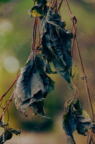 flower in autumn