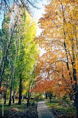 autumn in the park