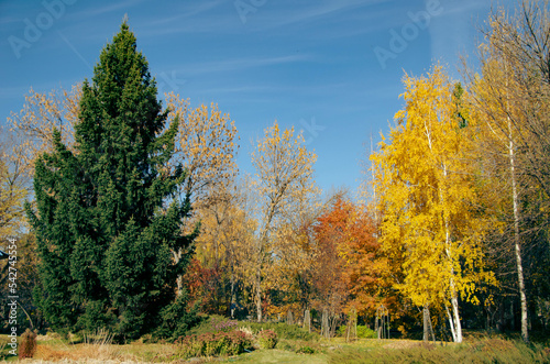 autumn in the park
