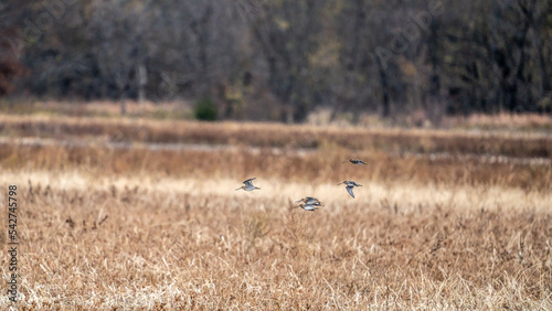 Картината върху платно A flock of snipe flies low over the wetland looking for an area to land