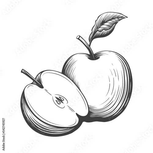 Vintage engraving apple