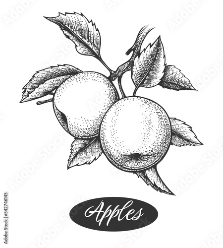 Apple branch etching