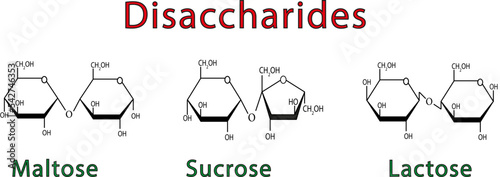 Illustration Chimique Des Disaccharides. Maltose, Sucrose Et Lactose. Symboles colorés. Illustration vectorielle.