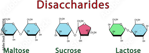 Illustration Chimique Des Disaccharides. Maltose, Sucrose Et Lactose. Symboles colorés. Illustration vectorielle. photo