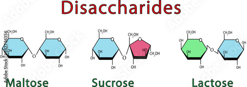 Illustration Chimique Des Disaccharides. Maltose, Sucrose Et Lactose. Symboles colorés. Illustration vectorielle.