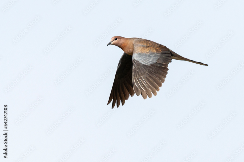Obraz premium Palmtortel, Laughing Dove, Streptopelia senegalensis