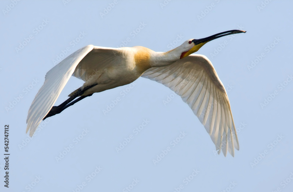 Lepelaar, Eurasian Spoonbill, Platalea leucorodia Lepelaar, Eurasian Spoonbill, Platalea leucorodia