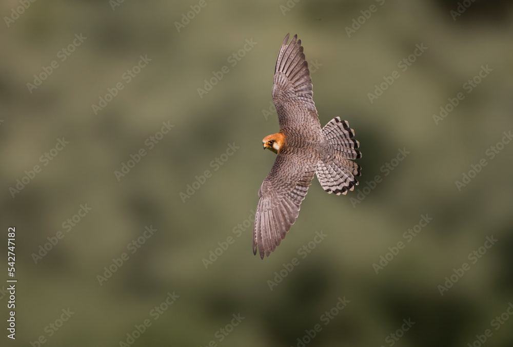 Fototapeta premium Roodpootvalk, Red-footed Falcon, Falco vespertinus